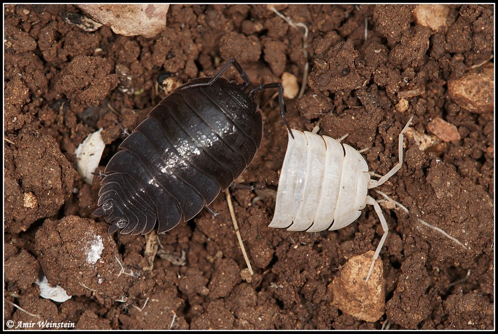 Isopoda d''Israele - More species